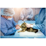 cirurgia em animais de pequeno porte marcar Caji -vida Nova