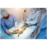 cirurgia em animais de pequeno porte Monte Gordo