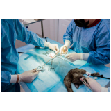 cirurgia em animais Jardim Belo Horizonte