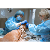 cirurgia ortopédica em cachorro Caixa Dágua