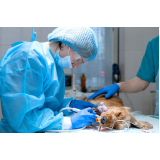 cirurgia ortopédica em cães agendar Capelão