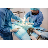 Cirurgia Veterinária Castração Gatos