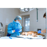 cirurgia veterinária emergência 24h Caji Vida Nova