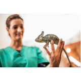 cirurgia veterinária silvestres marcar Gleba B