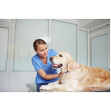clínica de cachorros 24 horas Caji Vida Nova