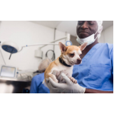 clínica especializada em castração canina Jardim Centenário