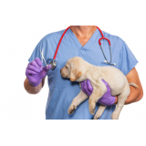 clínica especializada em castração em cachorro Jardim Tarumã Itinga