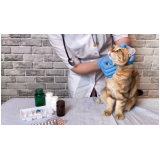 clínica especializada em fisioterapia em gato Catu d Abrantes