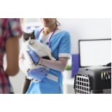 clínica especializada em fisioterapia para gatas Cagi Caixa D Agência