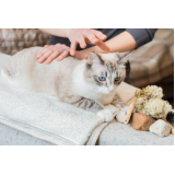 clínica especializada em fisioterapia para gato paraplégico Vilas de Atlântico