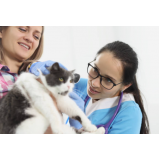 clínica especializada em fisioterapia para gatos com problemas renais Caji Vida Nova