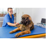 clínica especializada em fisioterapia veterinária Itinga