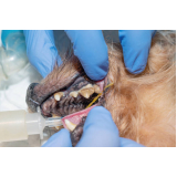 clínica especializada em odontologia veterinária Monte Gordo