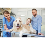 clínica para internação de cachorros Ponto Certo