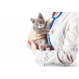 clínica para internação de gatos Parafuso