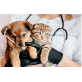clínica para internação para gatos Capelão