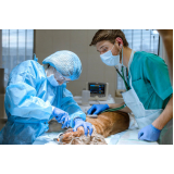 clínica que faz cirurgia animal Alphaville II