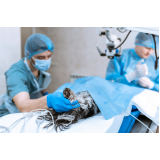 clínica que faz cirurgia de castração de cachorro Pitangueira
