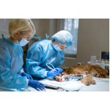 clínica que faz cirurgia em animais Jambeiro