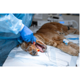 clínica que faz cirurgia ortopédica em cachorro Atlântico Norte