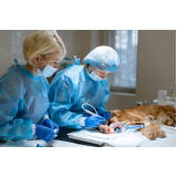 clínica que faz cirurgia para castrar cachorro Monte Gordo