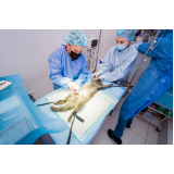 clínica que faz cirurgia veterinária castração gatos Parque Florestal