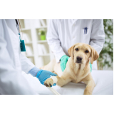 clínica que faz internação de cachorros Itinga