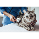 clínica que faz internação para gatos Cajazeiras