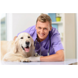 clínica veterinária para cães idosos Vilamar
