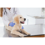 clínica veterinária para cães telefone Varandas Tropicais
