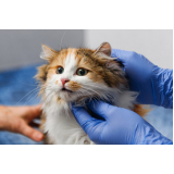 consulta veterinária para gatos marcar Vila Atlântico