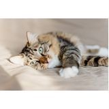 consulta veterinária para gatos Caji