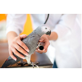 consulta veterinária para pássaro Caixa Dágua