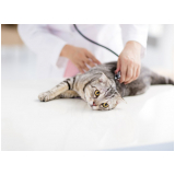 contato de cardiologista para gatos Pintangueiras