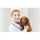 contato de clínica de cachorro 24 horas Gleba H