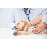 contato de dermatologista para gatos e cachorro Gleba B