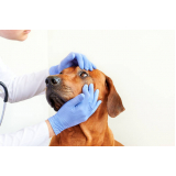contato de oftalmologista para cachorros Areias