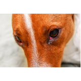 contato de oftalmologista para cães Arembepe