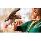 contato de veterinário de aves silvestres Vila de Atlântico