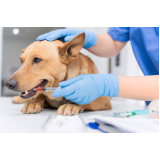 contato de veterinário para cachorro e gato Phoc II