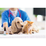 dermatologia em cães e gatos próximo de mim Vila Atlântico