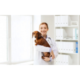 dermatologia em cães e gatos Aeroporto