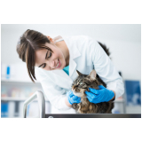 dermatologia para cachorro de gato Capelão