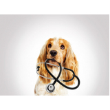 dermatologia para cachorro Barra d Pojuca