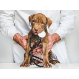 dermatologista de cachorro contato Caji Vida Nova