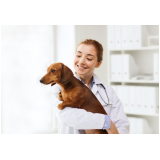 dermatologista para cachorro Alphaville I