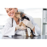 dermatologista para gato contato Novo Horizonte