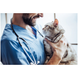 dermatologista para gatos e cachorro Capelão