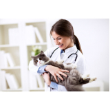 endereço de clínica de gato 24 horas Vilas Atlântico