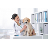endereço de clínica veterinária para cães Vera Cruz